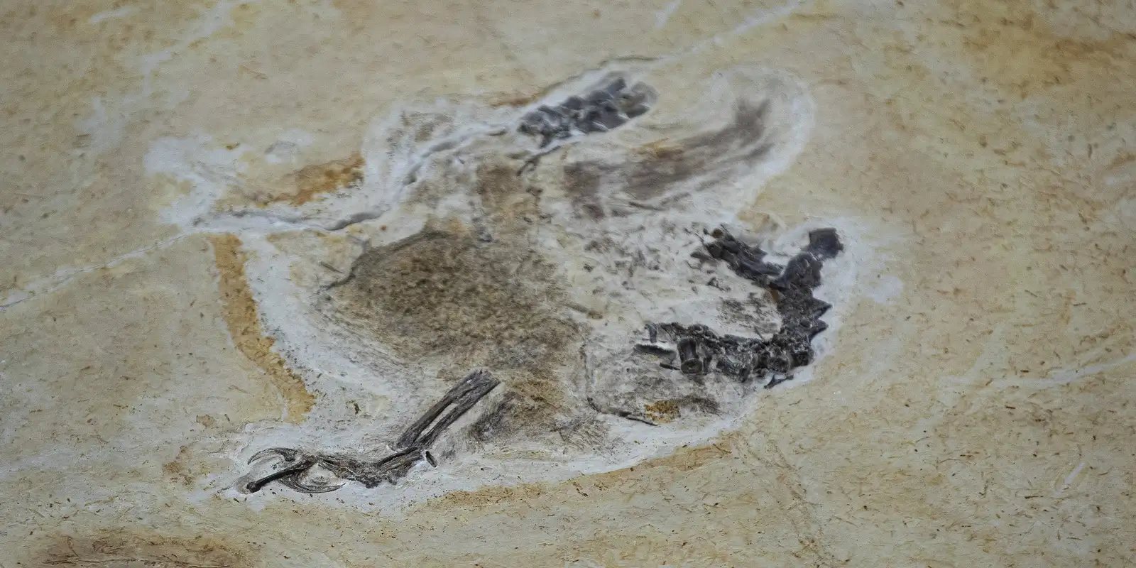 fosseis-retirados-da-bacia-do-araripe-voltam-ao-brasil-30-anos-depois