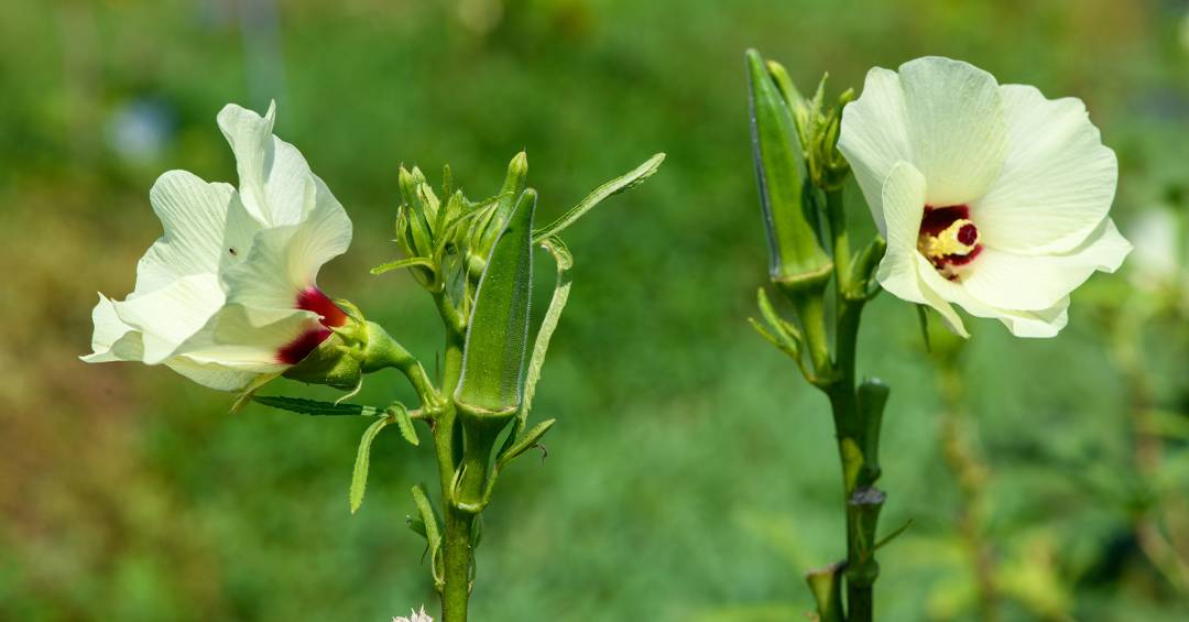 um-vegetal-consistente