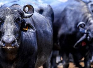 acao-na-justica-quer-salvar-mil-bufalos-abandonados-no-maranhao