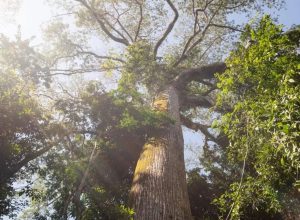 fundo-florestas-tropicais-para-sempre-e-finalista-em-premio-ambiental