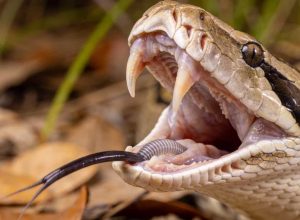 como-as-cobras-conseguem-engolir-um-bicho-muito-maior-que-elas-sem-morrer-entalada