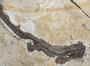 tubarao-de-150-milhoes-de-anos-desafia-historia-evolutiva