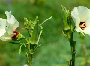 um-vegetal-consistente