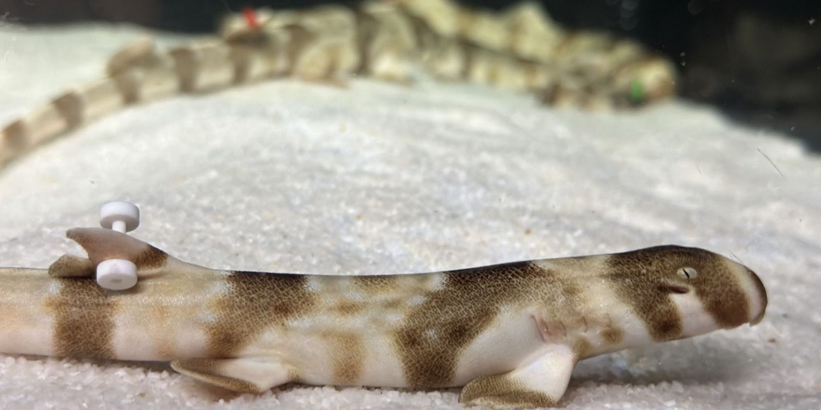 aquario-comemora-nascimento-de-tubaroes-em-cativeiro