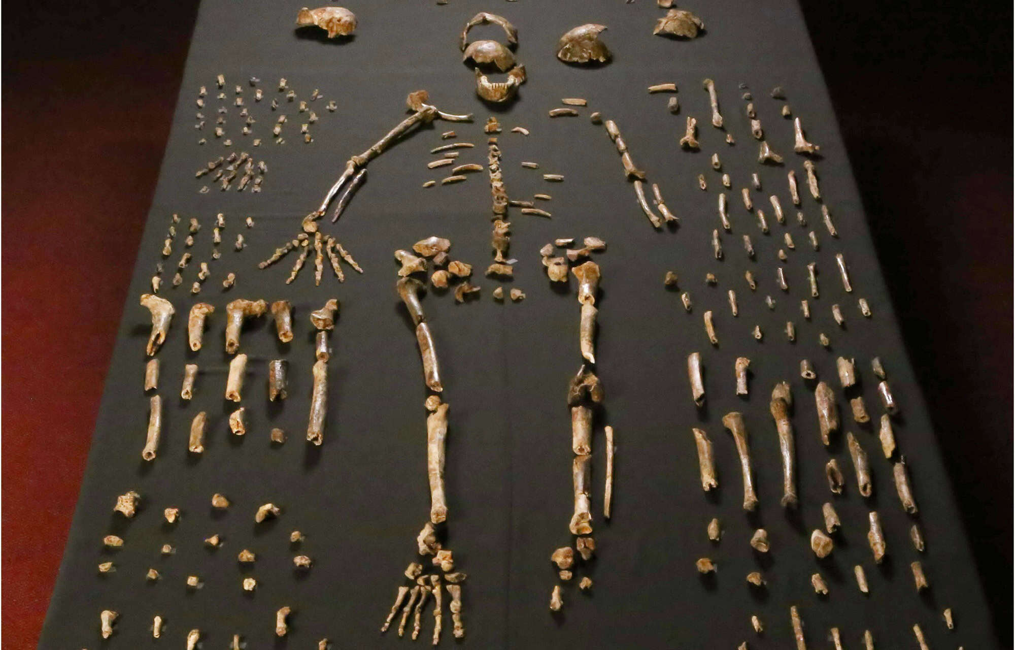 homo-naledi:-revisao-de-estudo-reacende-debate-sobre-sepultamentos
