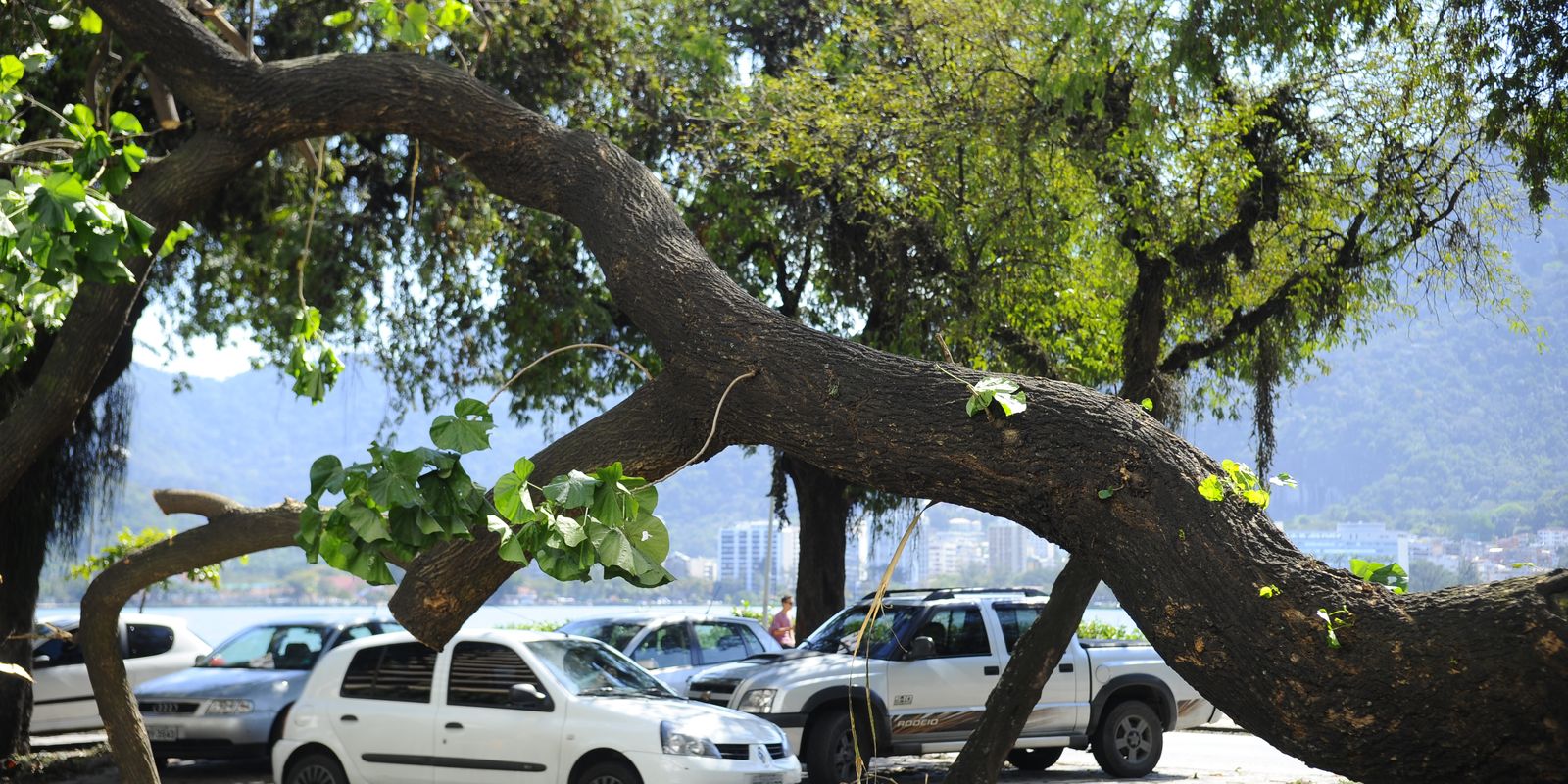 cidades-verdes,-do-ministerio-do-meio-ambiente,-recebe-323-iniciativas
