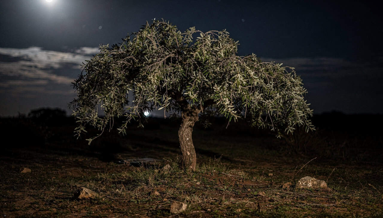 a-descoberta-cientifica-surpreendente-de-que-as-arvores-tambem-tiram-uma-soneca-durante-a-noite