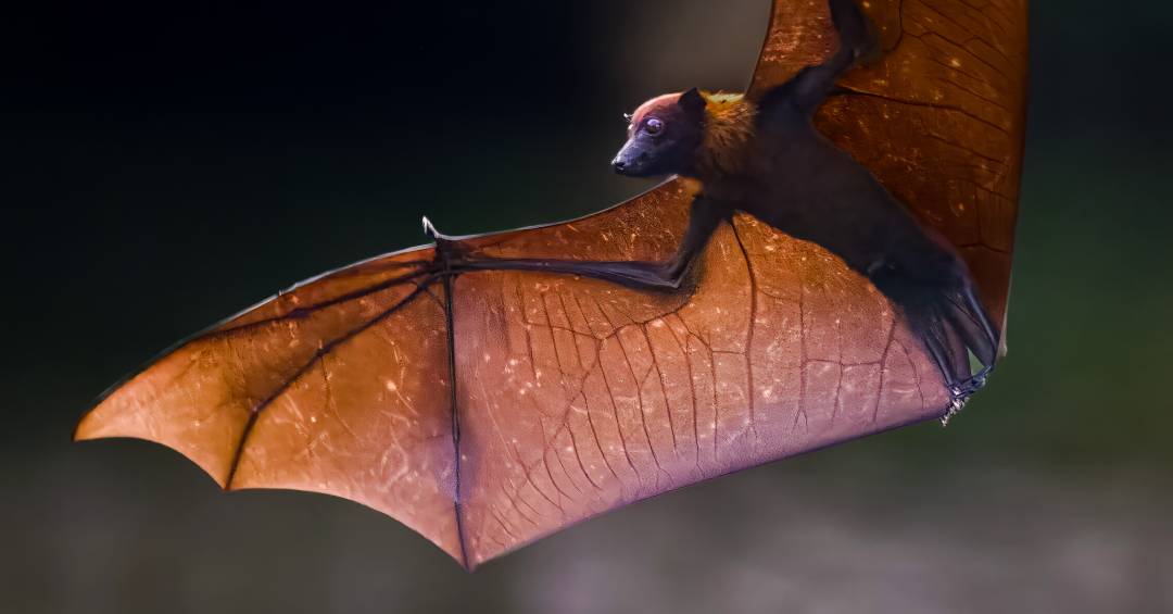conheca-a-raposa-voadora,-especie-de-morcego-gigante-que-hospeda-virus-nipah