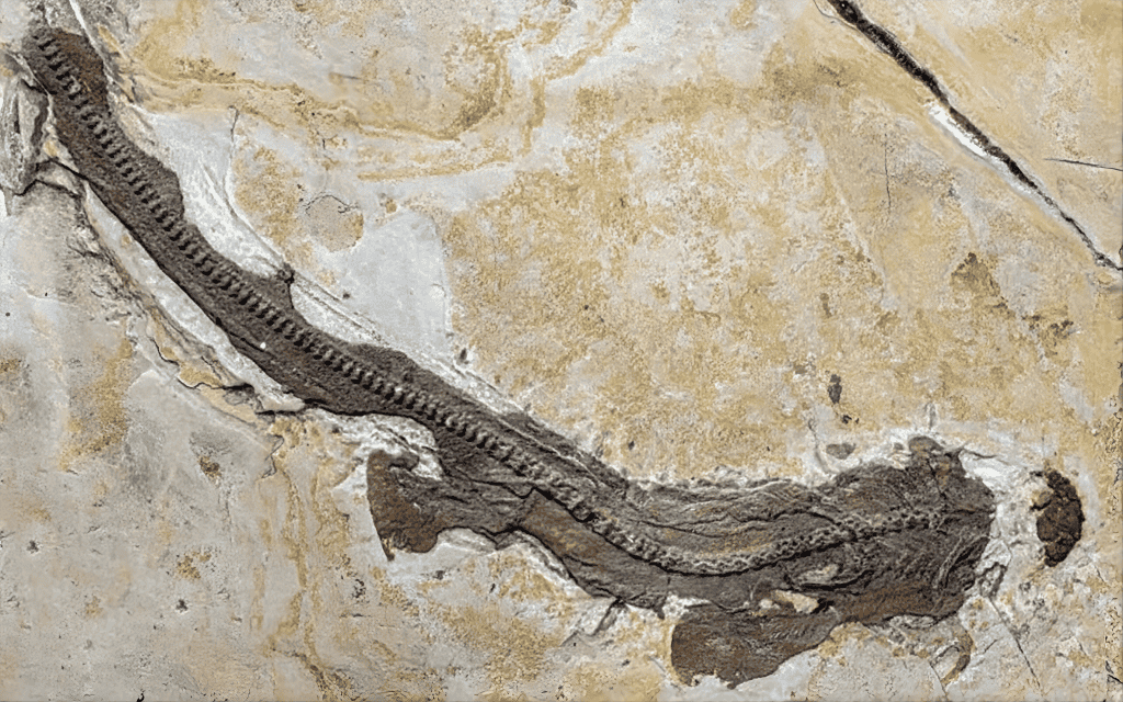 tubarao-de-150-milhoes-de-anos-desafia-historia-evolutiva