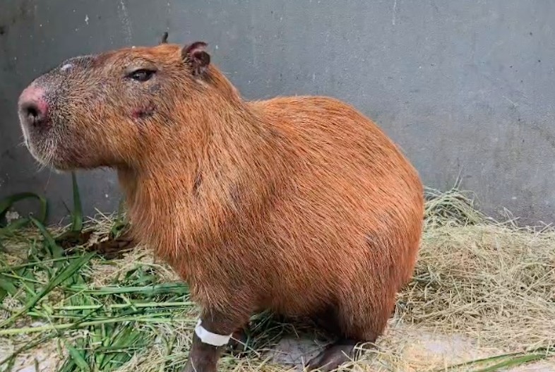 mp-denuncia-grupo-por-agredir-uma-capivara-no-rio-de-janeiro