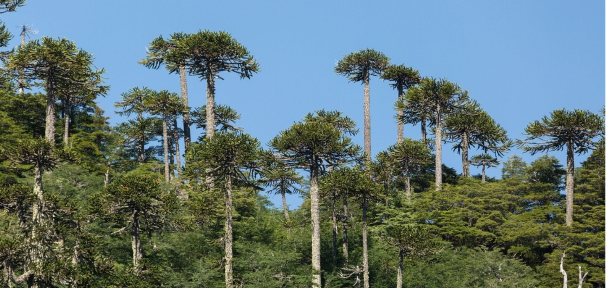 fossil-revela-a-floresta-mais-antiga-ja-registrada-na-terra