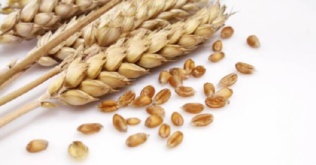 doenca-celiaca:-maioria-dos-brasileiros-que-precisam-cortar-o-gluten-nao-sabe-do-seu-diagnostico